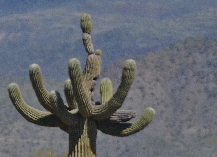 unique saguaro